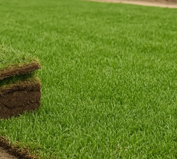 Texas Sod Pros