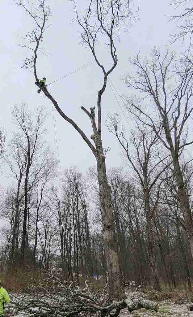 Affordable Tree Cutting Service High Bridge NJ