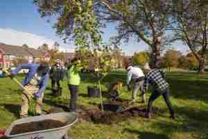 Affordable Tree Removal Services in Austin TX