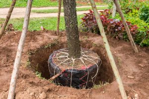 Best Tree Planting Services in West Lake Hills TX