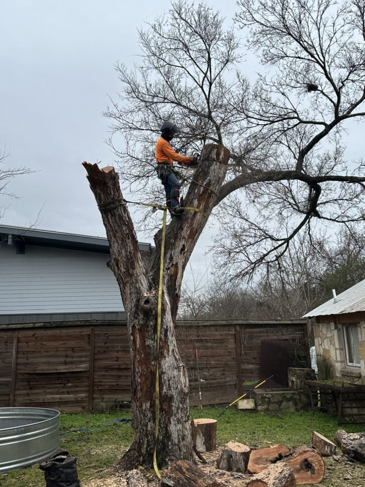 Affordable tree removal services in austin tx