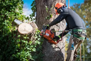 Tree Trimming Service in Cedar Park TX