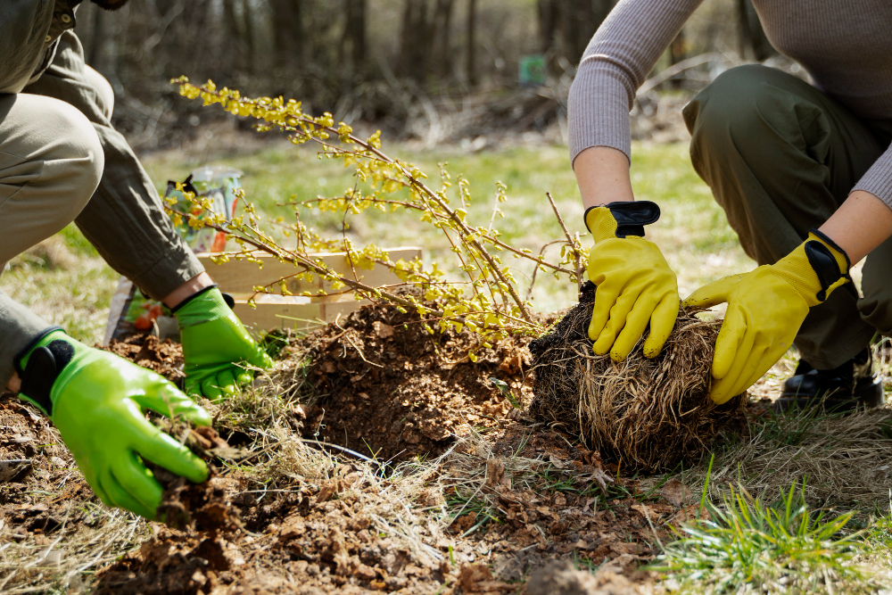 sod installation Services in Dallas