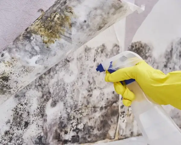 Mold Remediation Franklin WI