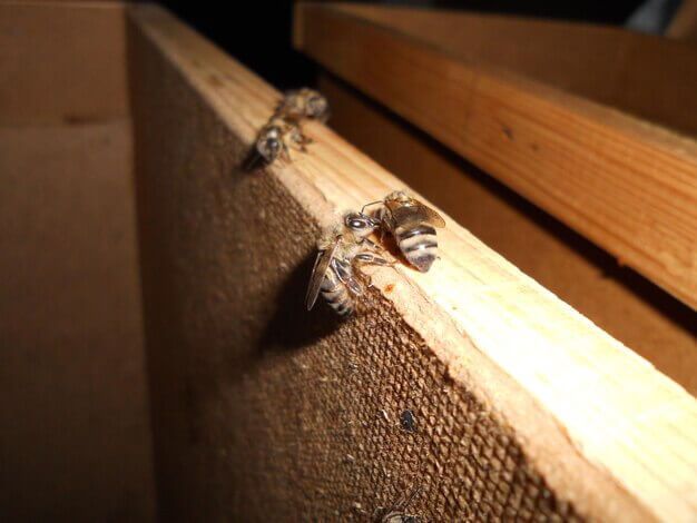 Expert WDO Inspection in Coconut Grove, FL