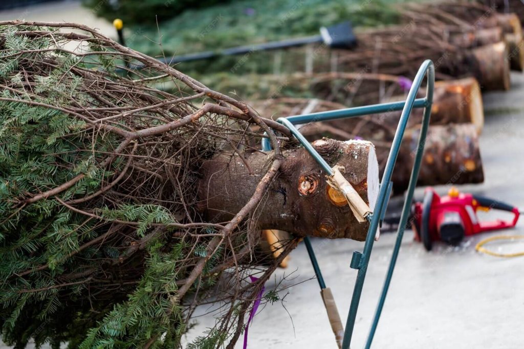 Commercial Tree removal services Palm Harbor FL