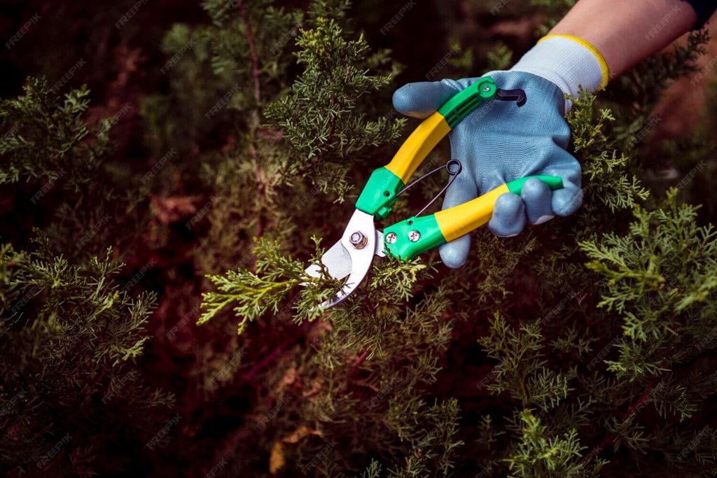 Tree Triming Services St Petersburg FL