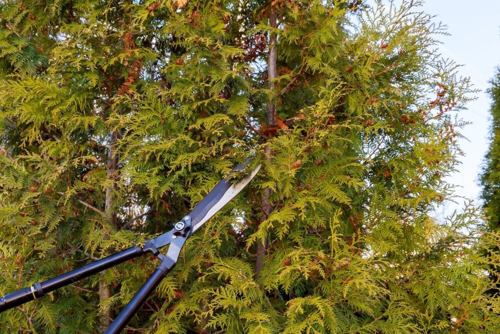 Tree Trimming Services in Seminole FL