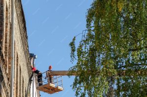 Commercial Tree removal services Palm Harbor FL