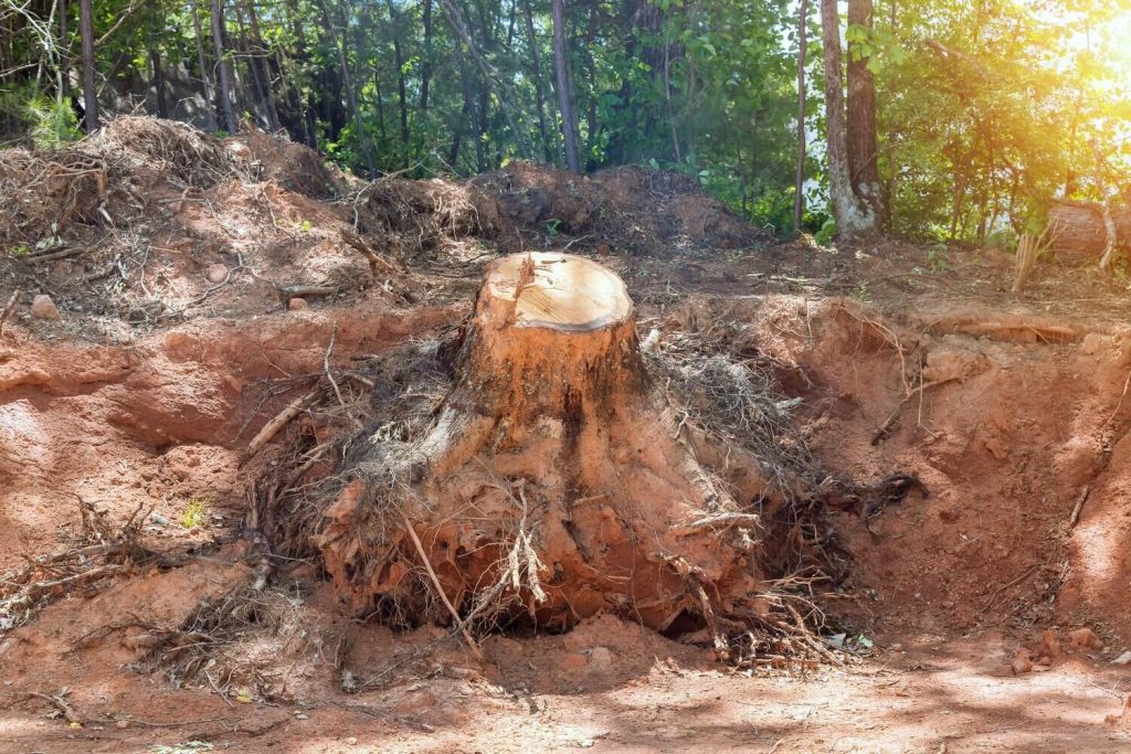 Tree stump removal services Clearwater FL