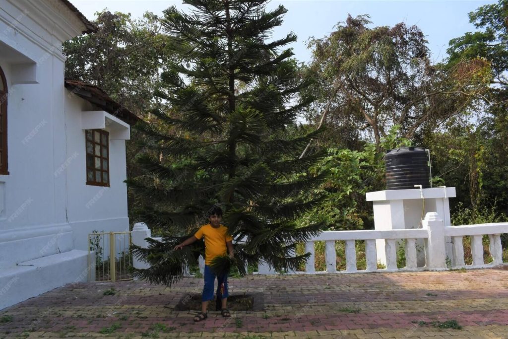 Tree Trimming Services in Seminole FL