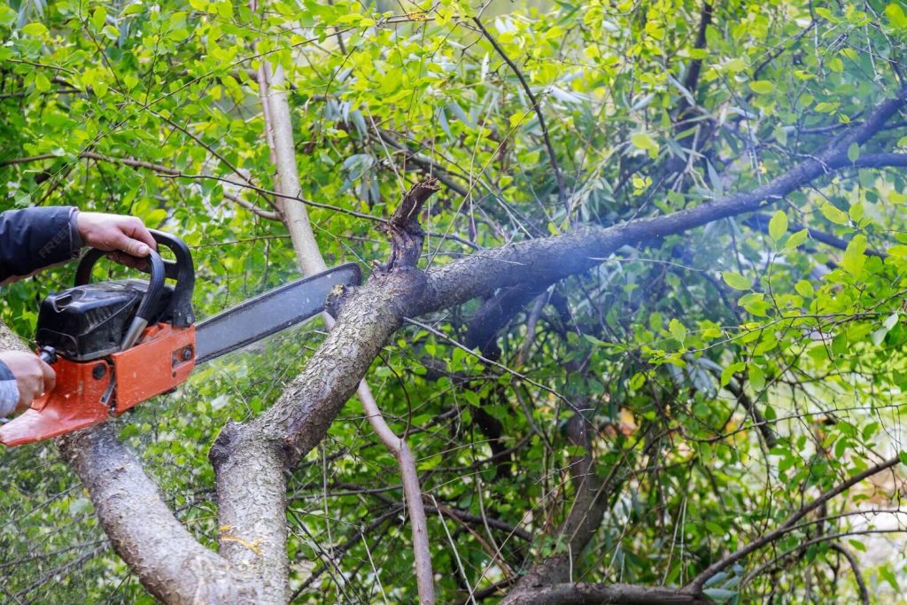 Tree Triming Services St Petersburg FL