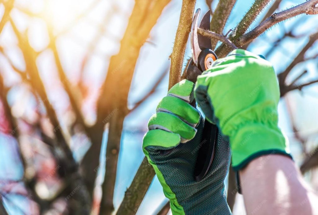 Tree Triming Services St Petersburg FL