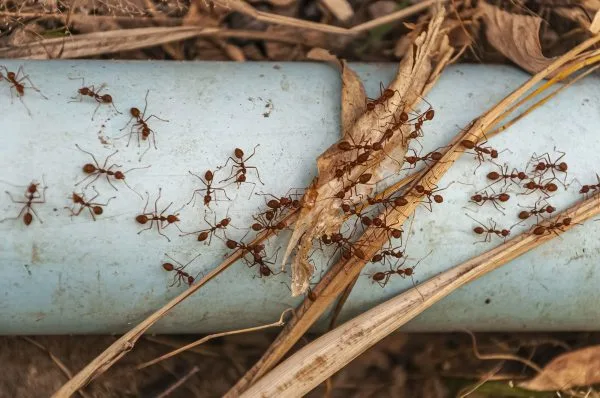 residential and commercial ants extermination company in Queens NY