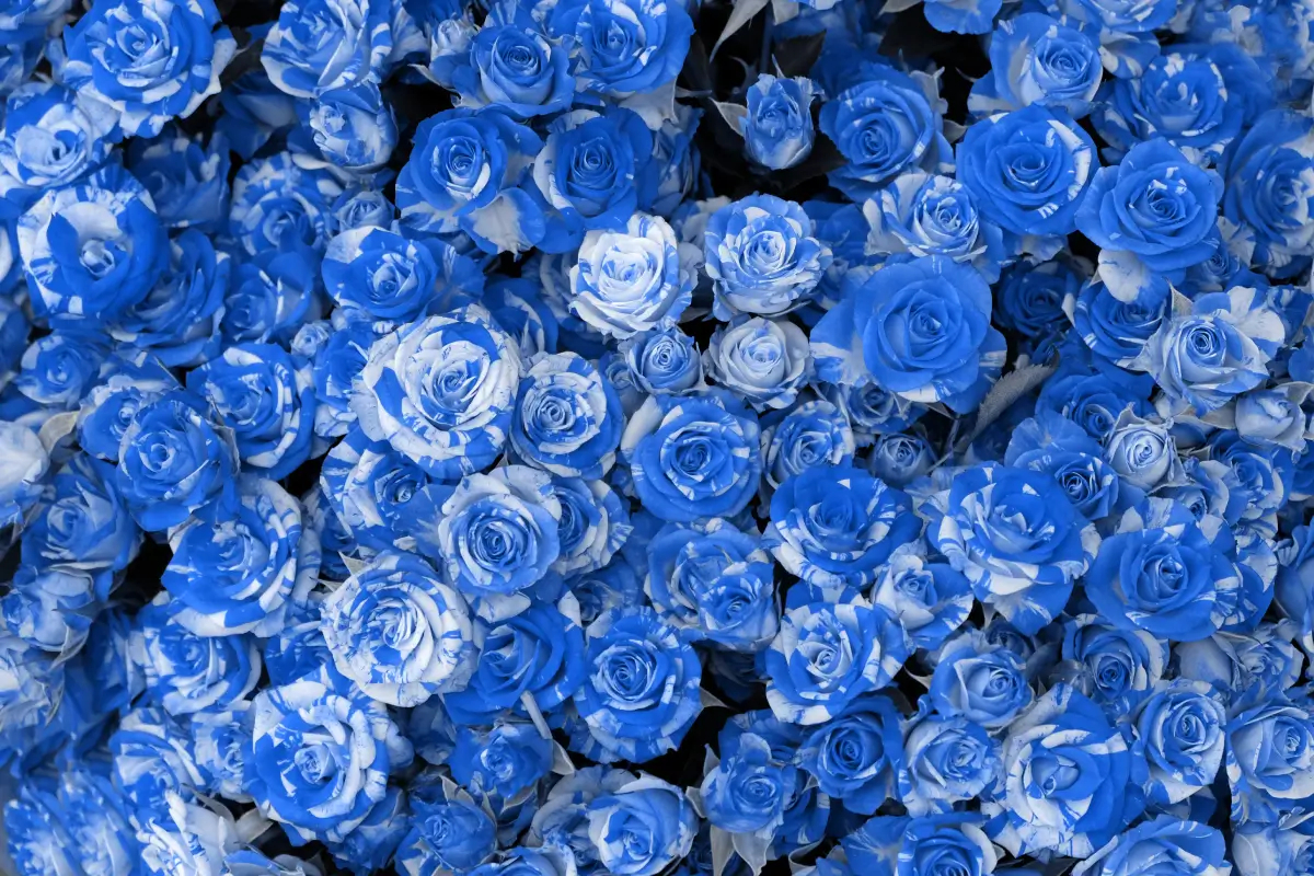 blue rose