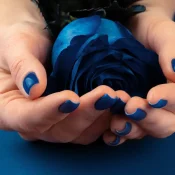 blue roses