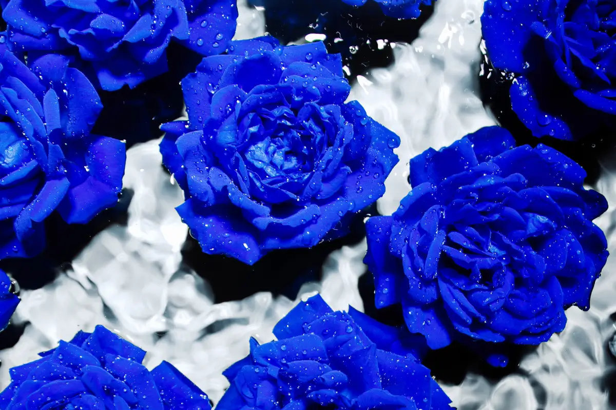 dark blue roses