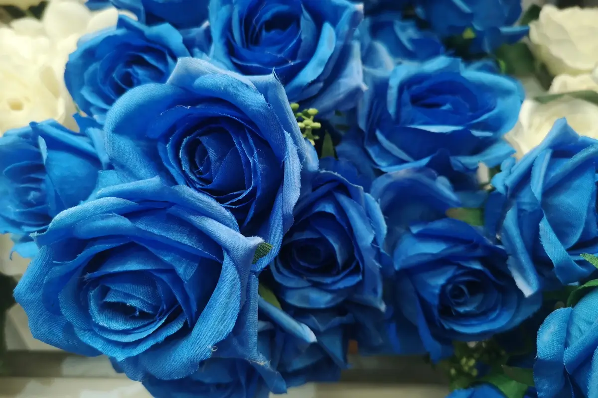 royal blue roses