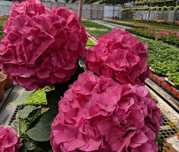 Luxury landscaping Richmond VA