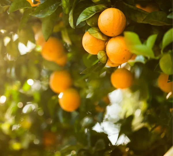 Agricultural biostimulants