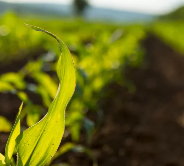 Agricultural biostimulants