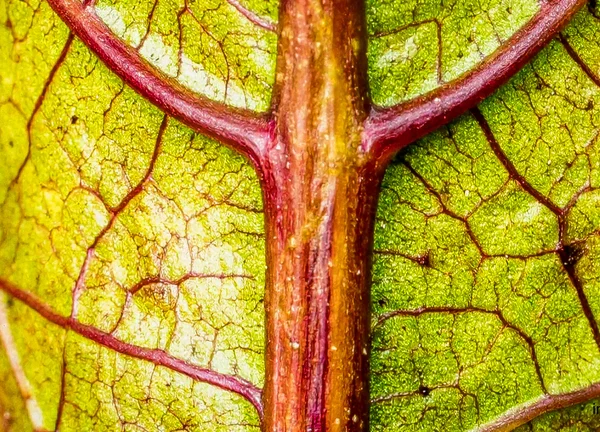 Agricultural biostimulants