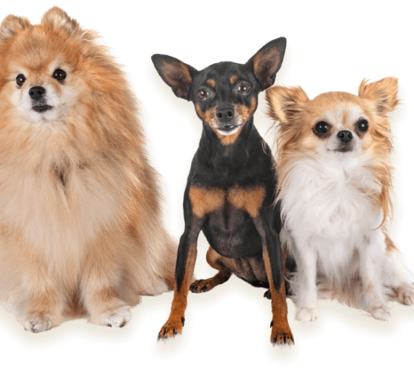 Pooper scooper service Los Angeles