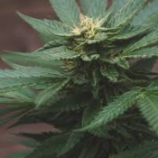 The Enchanting World of Green Roses