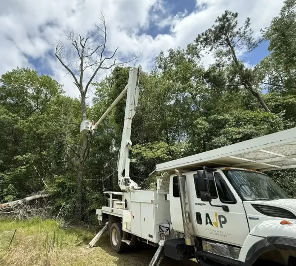 Tree removal Batesburg-Leesville SC