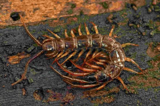 Common Pests Found in Tucson AZ and How to Get Rid of Them