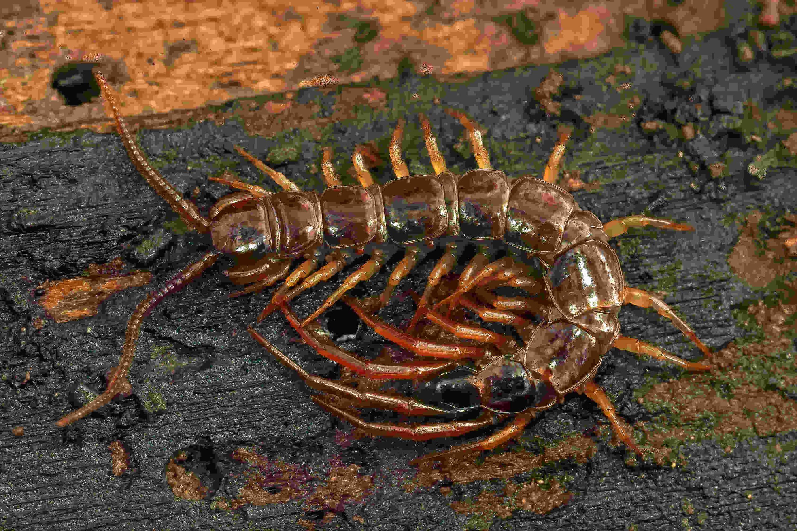 Common Pests Found in Tucson AZ