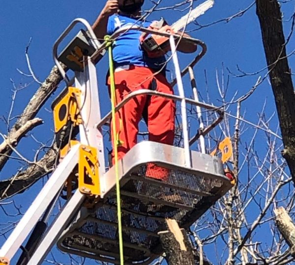 Mike’s Outdoor Maintenance & Tree Removal