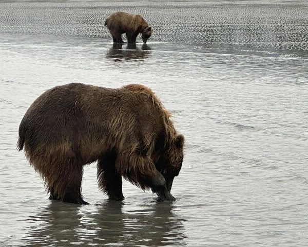 Bear Viewing in Alaska