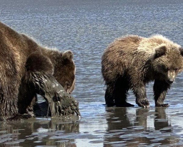 Bear Viewing in Alaska