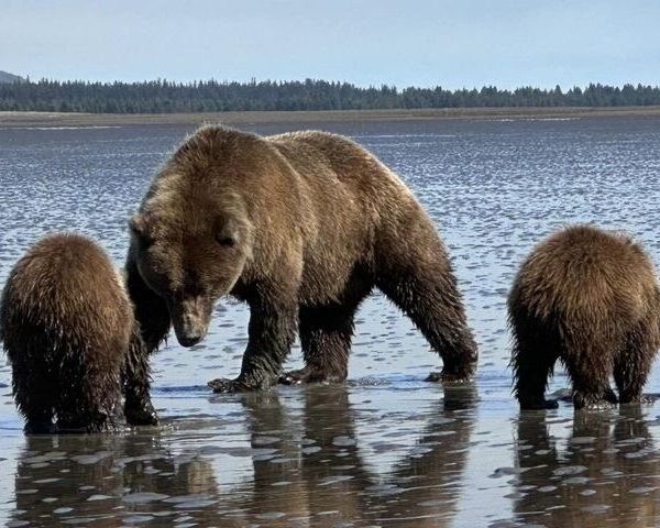 Bear Viewing in Alaska