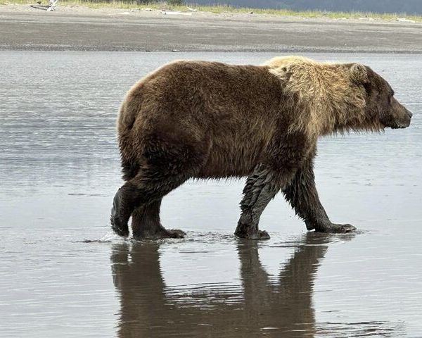 Bear Viewing in Alaska