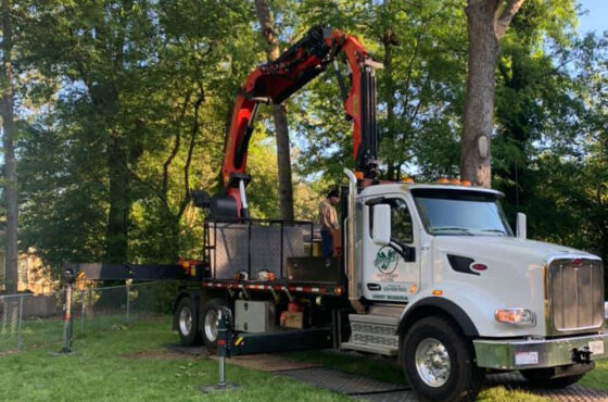 Harper’s Tree and Stump Removal